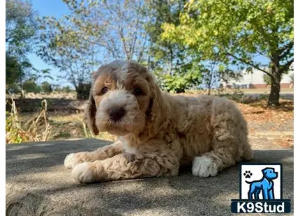 a poodle dog lying on the ground